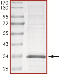 Sino Biological&nbsp;Recombinant Human 14-3-3 epsilon Protein (Full Length, His Tag)